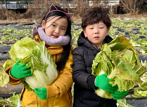 친구들과 함께 배추를 수확해요!